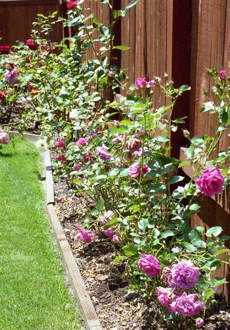 26 Rose Gardening Tips For Beginners To Pros Ultimate Guide Rose