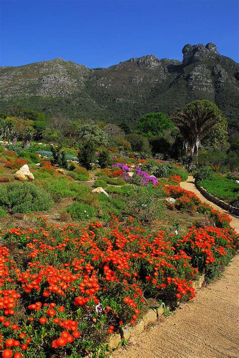 The National Botanic Gardens Of South Africa At Kirstenbosch Cape Town