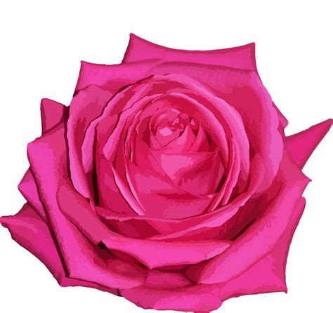 Download Rose Flower Pink Rose Royalty Free Vector Graphic Pixabay