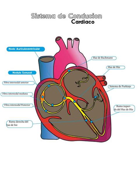 Sistema De Conducción Cardiaca Nicolas Arcos Udocz