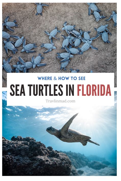 Lights Out For Sea Turtles In Florida What To Know And How To See Them