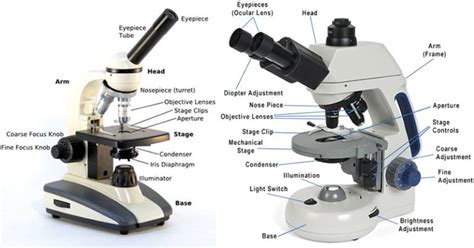 Compound Microscope Definition Labeled Diagram Principle Parts Uses
