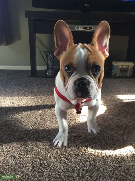 White french bulldogs are pure white, unlike creams merle french bulldogs have spotting and is actually a dominant gene. Stud Dog - Fawn & White French Bulldog - Breed Your Dog