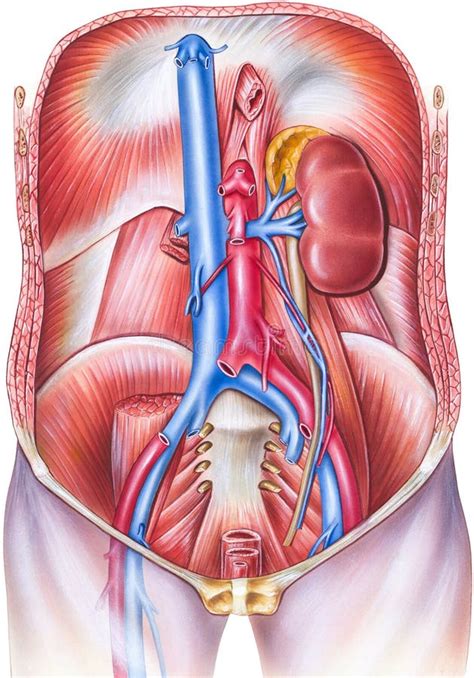 Female Pelvis Reproduction System Anatomy Stock Image Image Of