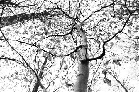 Falling Leaves By Veggie94 On Deviantart