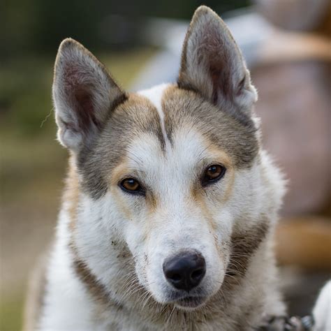 West Siberian Laika Facts Wisdom Panel Dog Breeds