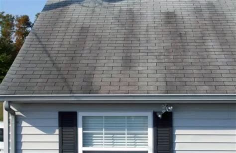Roof Ventilation And Mold Growth Everything To Know