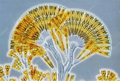 Licmophora Diatoms Light Micrograph Stock Image C0387556