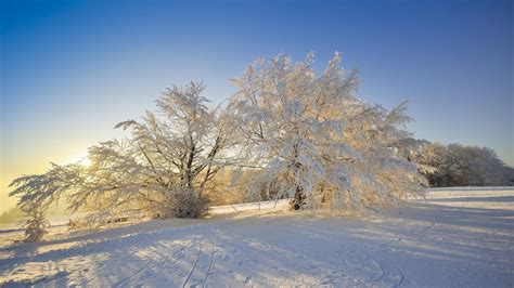 Winter Sun Under The White Trees Full With Snow Wallpaper Download