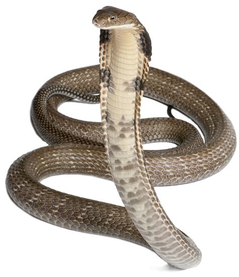 Collection Of Cobra Snake Png Hd Pluspng