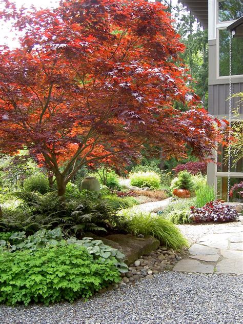 Maybe you would like to learn more about one of these? Cool Coral Japanese Maple method Seattle Traditional Landscape Remodeling ideas with bainbridge ...
