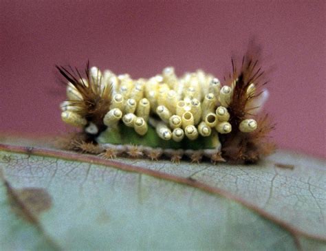 Big Black Fuzzy Caterpillar With Red Stripes Photo By Andy Reago