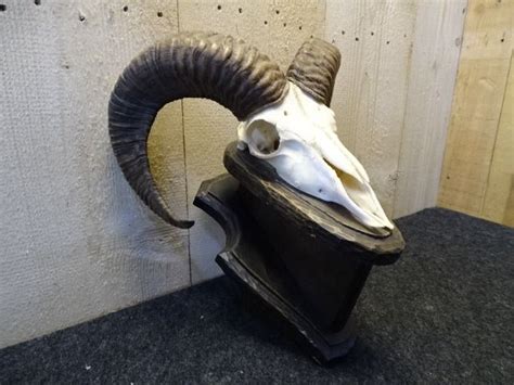 Mouflon Trophy On Shield Ovis A Musimon 37×37×23 Cm Catawiki