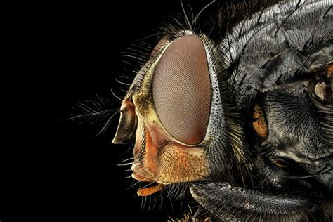 Blowfly Head Photograph By Us Geological Survey Fine Art America