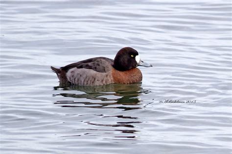 Ann Brokelman Photography Bufflehead Duck Male And Greater Scaup