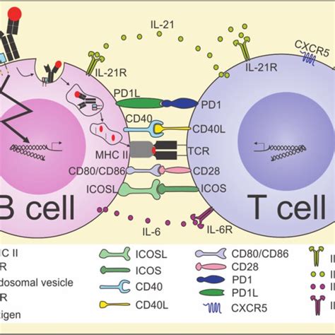 Schematic Presentation Of B Cell T Cell Activation In The Download