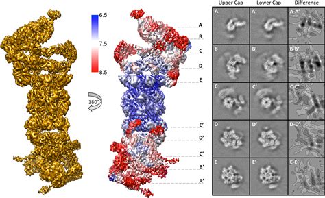Making A Molecular Micromap Imaging The Yeast 26s Proteasome At Near