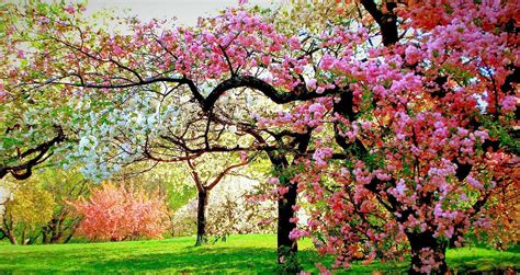 Spring scenery wallpapers hd custom size generator. nature wallpaper full hd,tree,flower,plant,spring,blossom ...