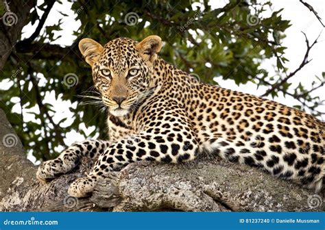 A Magnificent Female Leopard Lying In Tree Stock Photo Image Of Close