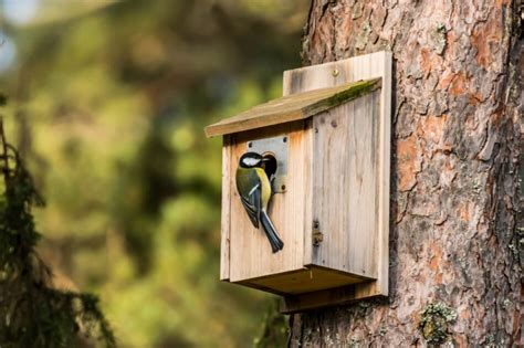 Comment Installer Un Nichoir Oiseaux Dans Votre Jardin