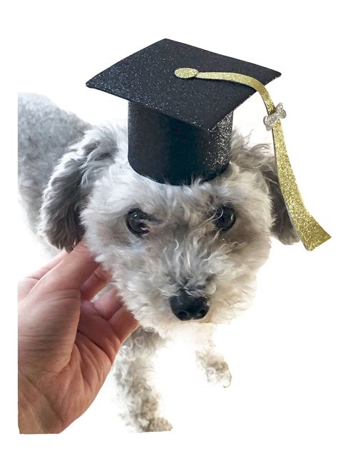 Mini Graduation Hat Grad Cap Grad Party Hat Dog Etsy