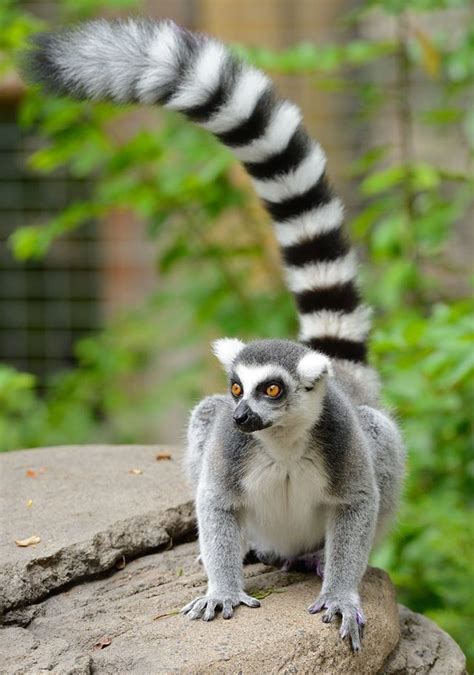 The Ring Tailed Lemur Is The Most Thoroughly