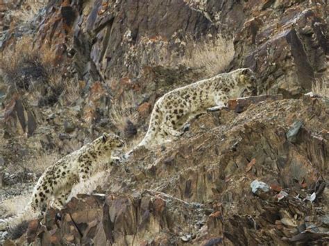 Snow Leopard Tracking In The Himalayas Responsible Travel