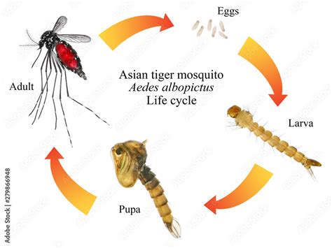 Asian Tiger Mosquito Or Forest Mosquito Aedes Albopictus Stegomyia