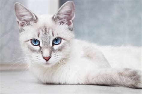 13 Asian Cat Breeds And Their Incredible Histories With Pictures