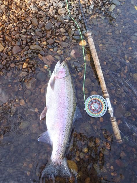 Steelhead Fly Fishing Season 2015 Is Here For The World And Celebrated