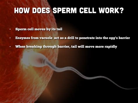 Sperm Cell By James Yoon