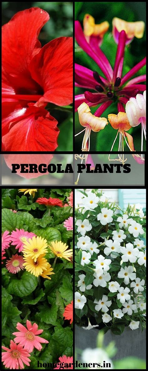 Top 10 Pergola Plants To Grow In Your Pots Plants Pergola Garden