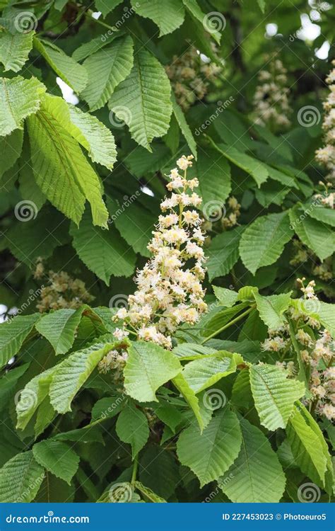 Flowering Chestnut Tree Stock Image Image Of Blossoming 227453023