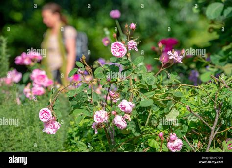 Pink Roses Growing And In Full Bloom In Pavilion Gardens Brighton Stock