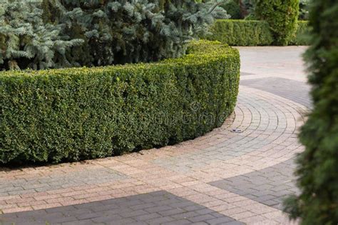 Evergreen Bushes And Shrubs In Landscape Design Stock Image Image Of