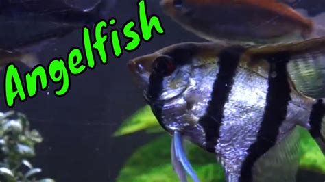 Angelfish Care Guide Youtube