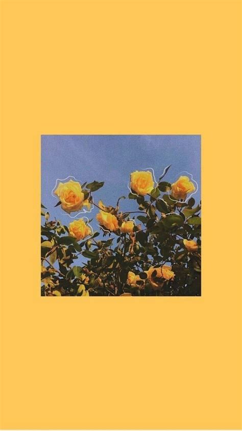 Yellow Rose Aesthetic Wallpapers Top Free Yellow Rose Aesthetic