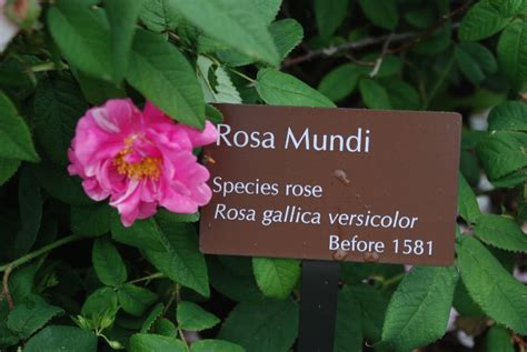 Historical Roses Western Reserve Herb Society