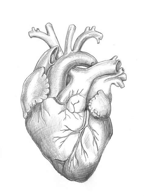 Anatomically Correct Pencil Drawing Of A Heart Heart Pencil Drawing