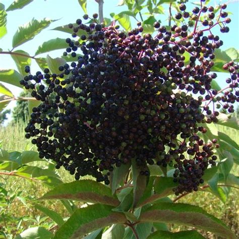 John Elderberries Berry Plants For Sale Double A Vineyards