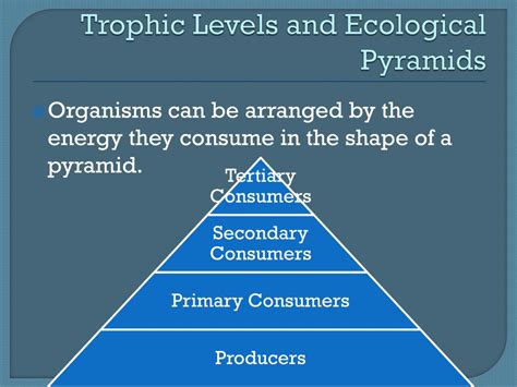 Ppt Trophic Levels And Energy Flow Powerpoint Presentation Free