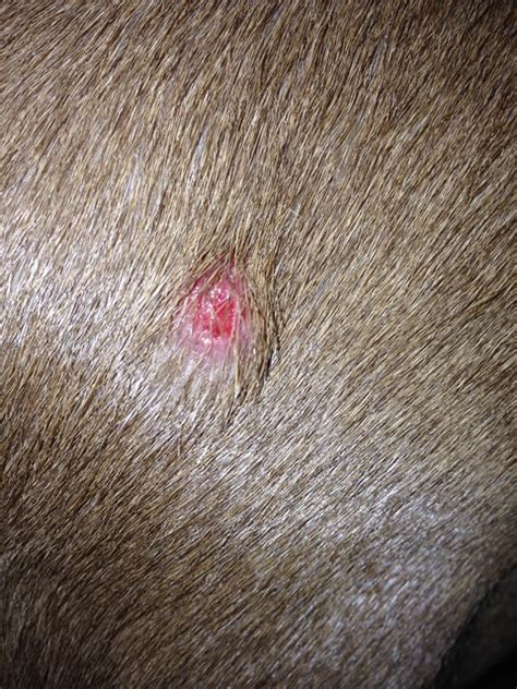 Headed To The Vet Tomorrow But Lab Tumors Bite Stomach
