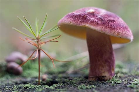 nature, Closeup, Mushroom, Blurred Wallpapers HD / Desktop and Mobile ...