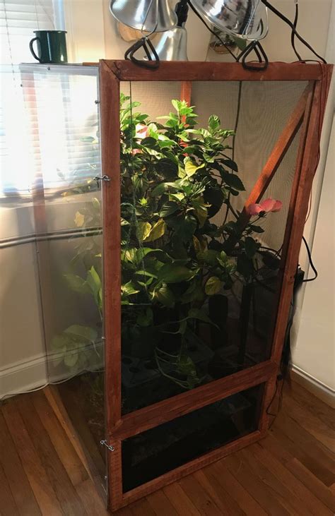 Small business company run by a reptile hobbyist. My homemade chameleon cage DIY reptile vivarium terrarium natural plants pothos hibiscus leaf ...