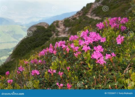 Mountain Rhododendron Blossoming Stock Image Image Of Pink Green