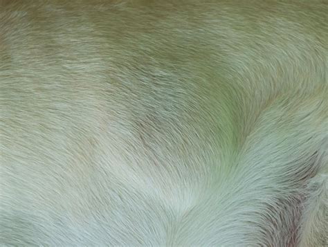 Pictures Of Dog Tumors Cysts Or Warts How To Diagnose A New Lump