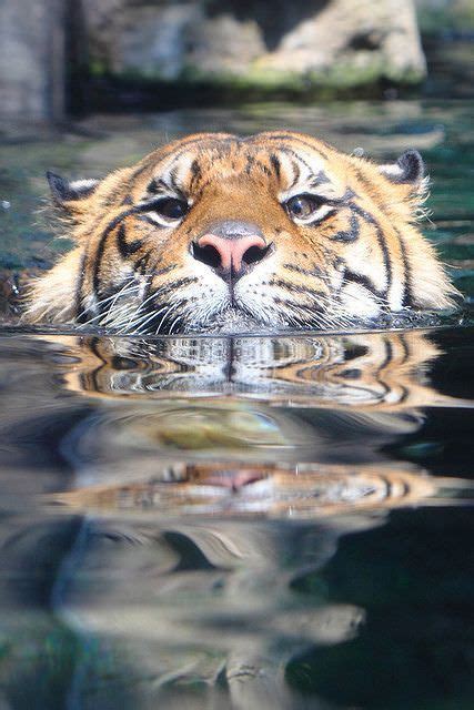 Tigers Making Faces While Playing With Water Is My New Favorite Thing