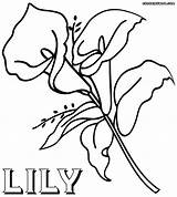 Lily Coloring Easter Flowers Flower Calla Printable Line Drawing Getcolorings Colo Sheet Clipartmag sketch template