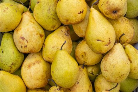 Many Yellow Pears After Harvest Stock Photo Image Of Fine Grocery