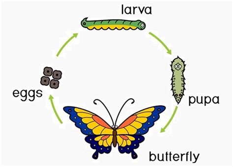 Complete Metamorphosis Definition And Examples Biology Dictionary